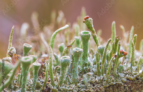 Close up background with fress green moss in the forest photo