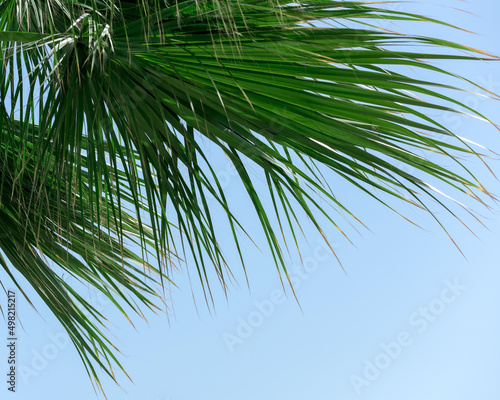 Fototapeta Naklejka Na Ścianę i Meble -  Bright green palm leaves close up against blue sky. Nature beauty, summer concept. Jungle inspired background