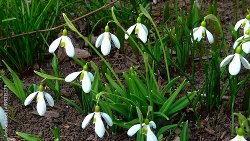 (Galanthus elwesii) Elwes, greater snowdrop in the wild. Red Book Ukraine. Slider photo