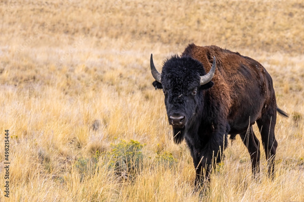 American Bison in the field of Antelope Island State Park, Utah