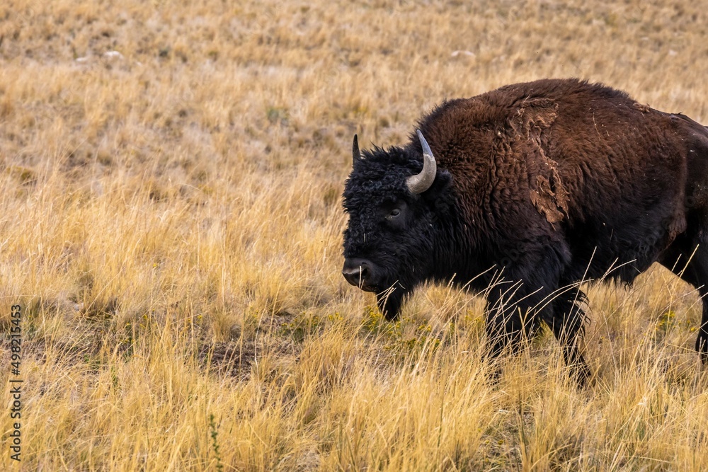 American Bison in the field of Antelope Island State Park, Utah American Bison in the field of Antelope Island State Park, Utah