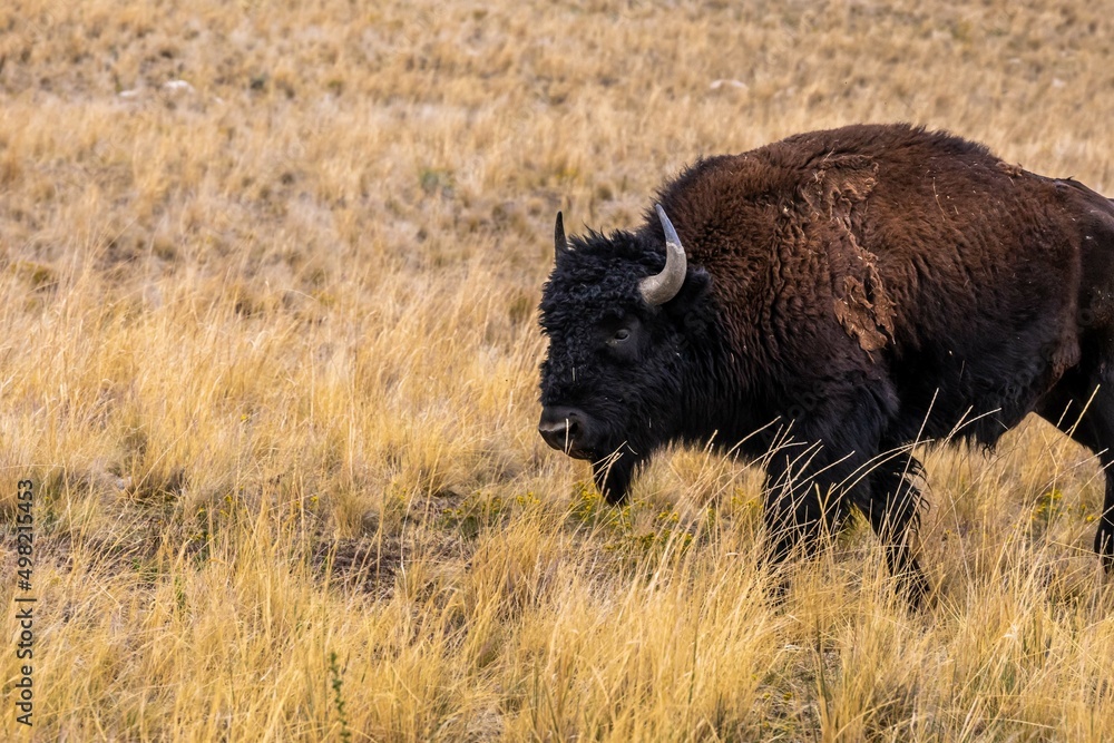 American Bison in the field of Antelope Island State Park, Utah