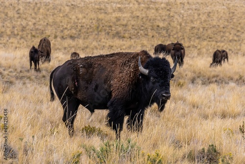 American Bison in the field of Antelope Island State Park, Utah
