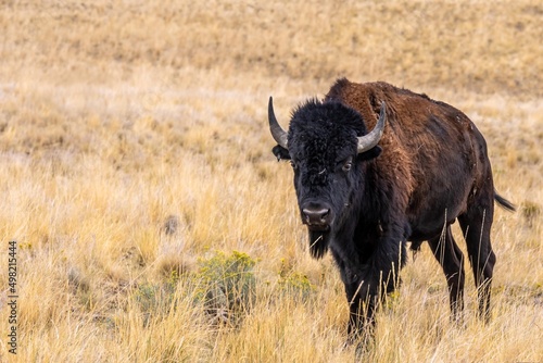 Fototapeta Naklejka Na Ścianę i Meble -  American Bison in the field of Antelope Island State Park, Utah