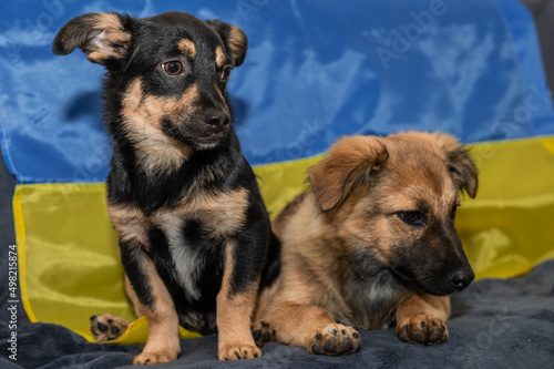 Two young stray dogs in an animal shelter. Two homeless puppies during the war