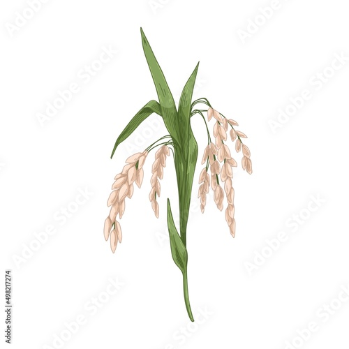 Oryza, field grain crop. Farm cereal rice plant with leaf and seed, kernels. ...