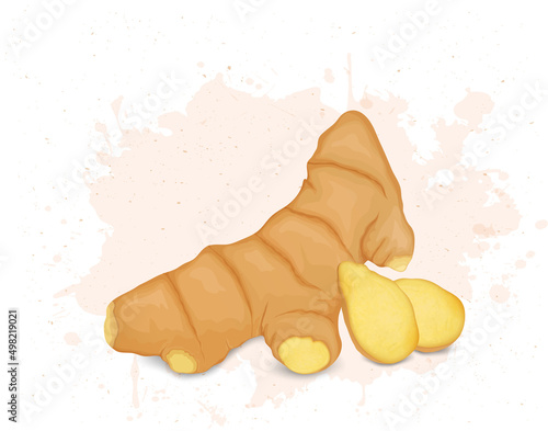 Ginger vector illustration with a ginger slice on white background