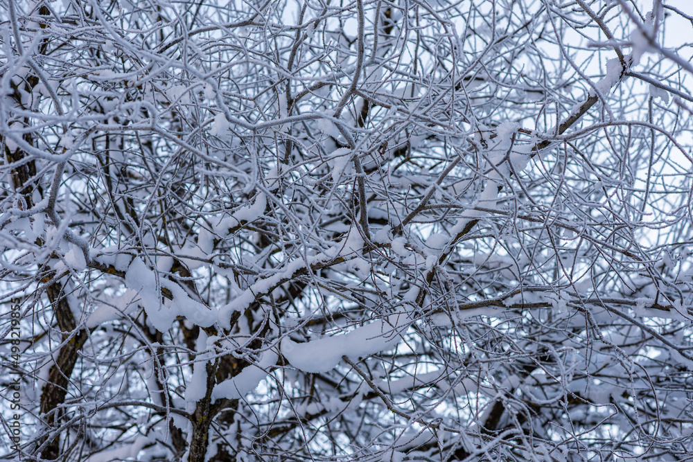 Obraz premium Schnee auf den Ästen