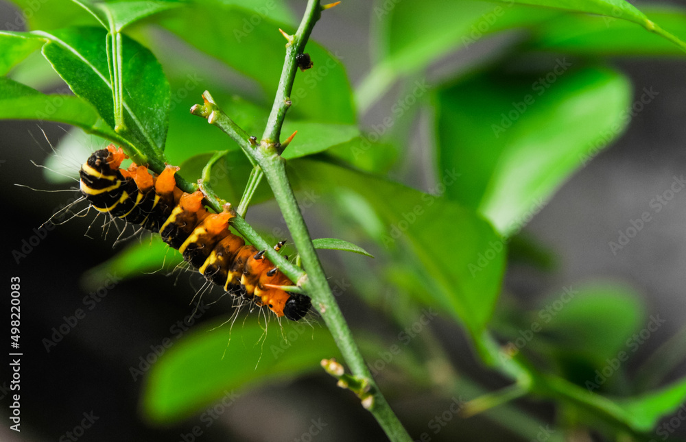 a yellow-brown and hairy caterpillar crawling on the branch of an orange tree