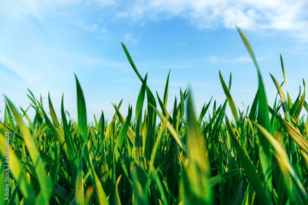 agricultural field with young green wheat sprouts, bright spring landscape on a sunny day, blue sky as background agricultural field with young green wheat sprouts, bright spring landscape on a sunny day, blue sky as background