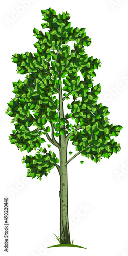 Poplar tree illustration with small leaves isolated on white background. Vector illustration