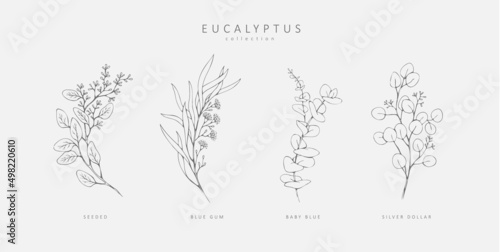 Floral branches of different types of eucalyptus, silver dollar, baby blue, blue gum, seeded. Hand drawn wedding herb with elegant leaves