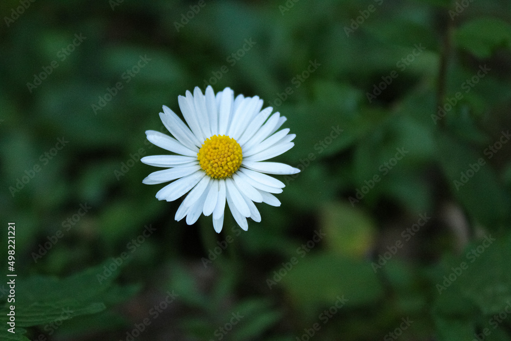 Obraz premium white daisy flower