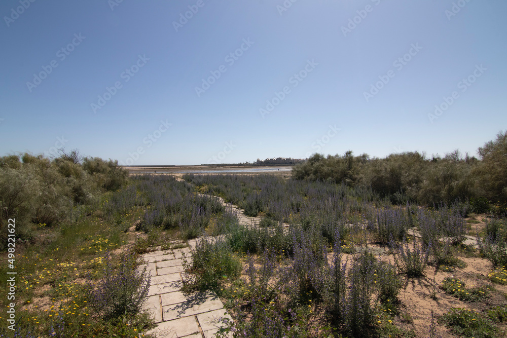 Wild plants covering the pavement of the path to the beach of Isla Cristina, Huelva, Spain.