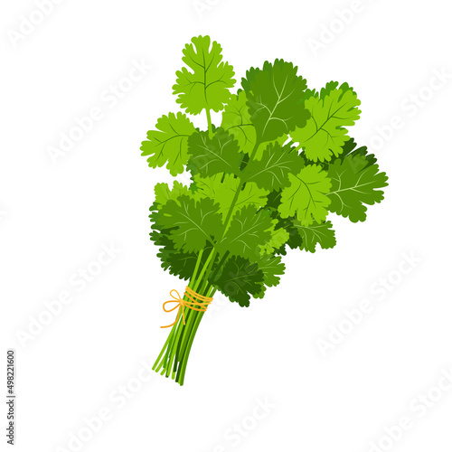 Bunch of green colliander. Leaf seasoning tied with string isolated on white background.