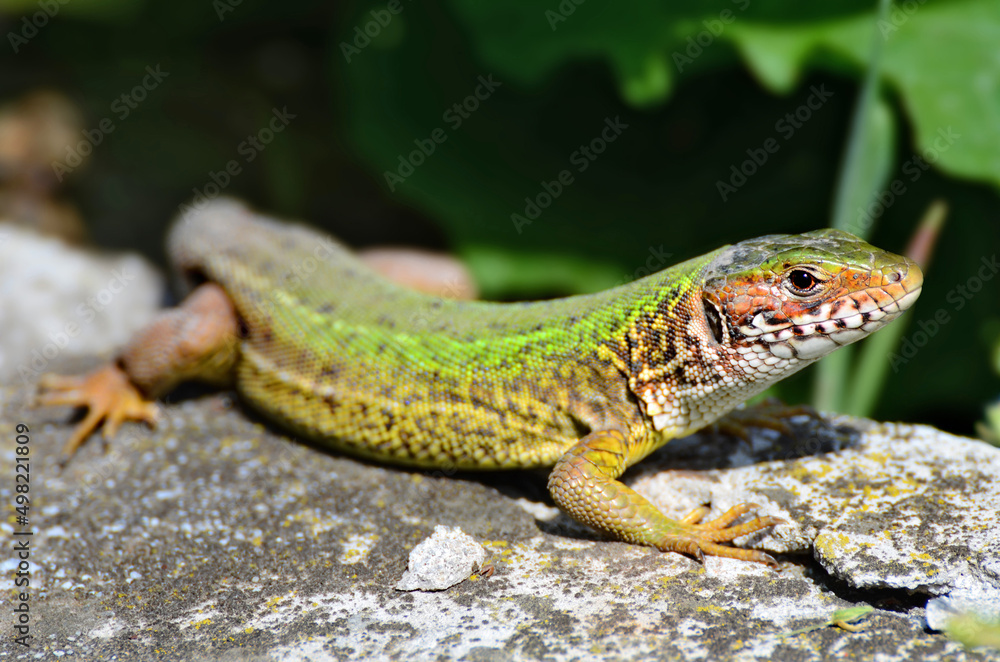 Obraz premium Lizard on the rock - Lacerta