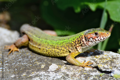 Lizard on the rock - Lacerta