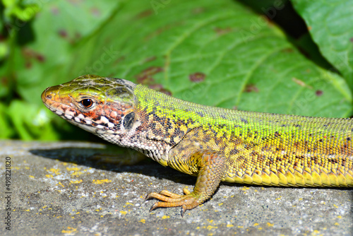 Lizard on a rock close up - Lacerta