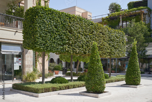 Fototapeta Shaped trimmed tree of rectangular shape in the European city of Tivat, Monteneg