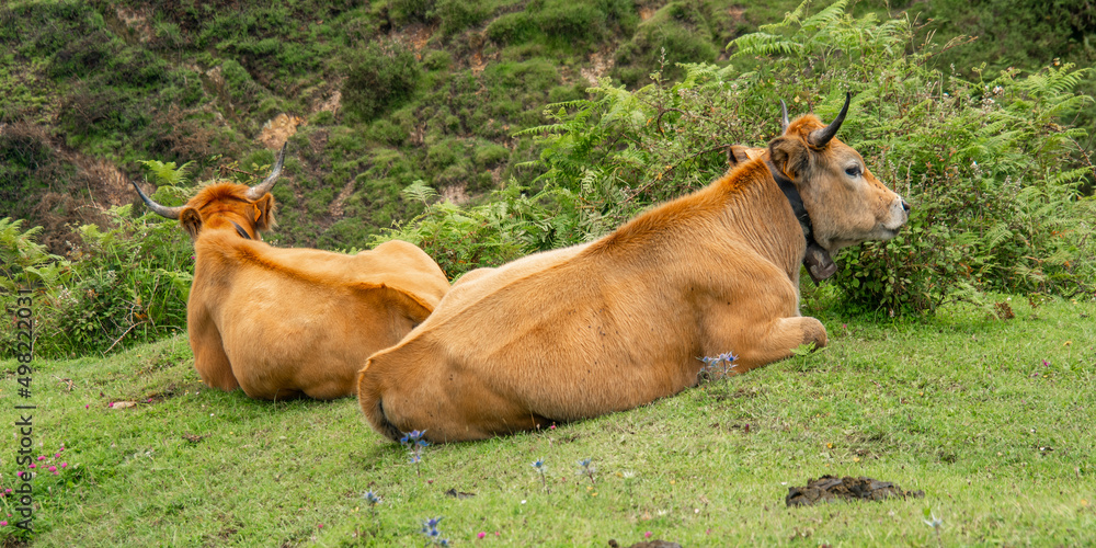 Casina Cow, Protected Landscape of Sierra de Cuera, Asturias, Spain, Europe Casina Cow, Protected Landscape of Sierra de Cuera, Asturias, Spain, Europe
