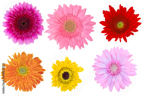 Beautiful Pink and Orage Colors Shades Gerbera Daisy as background picture.flower on clipping path. © Nipaporn