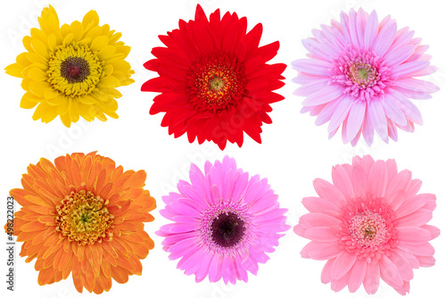 Beautiful Pink Colors Shades Gerbera Daisy as background picture.flower on clipping path.