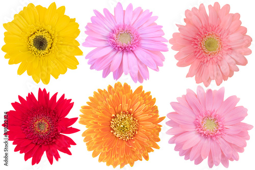 Red Yellow Pink and Orange Gerbera Daisy as background picture.flower on clipping path.