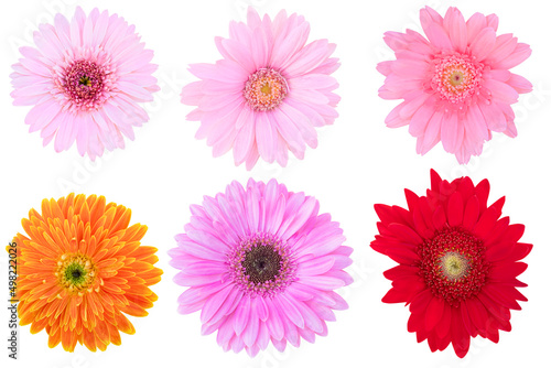 Beautiful Pink and Red Gerbera Daisy as background picture.flower on clipping path.