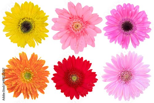 Beautiful Pink,Yellow, Red,Orange Gerbera Daisy as background picture.flower on clipping path.
