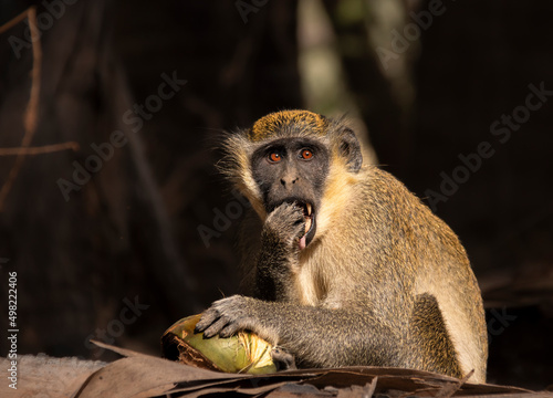 Photography Green monkey having a tasty coconut breakfast in Bijilo forest and monkey park i