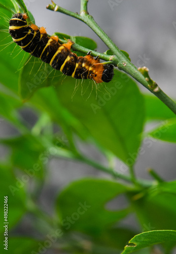 a yellow-brown and hairy caterpillar crawling on the branch of an orange tree © Birul Sinari-Adi