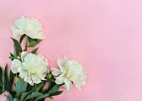 White peonies flowers on a pink background with space for text. Top view, flat lay