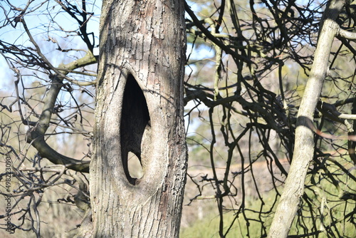 Fototapeta Naklejka Na Ścianę i Meble -  dziura w drzewie