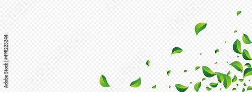 Green Leaves Motion Vector Panoramic Transparent