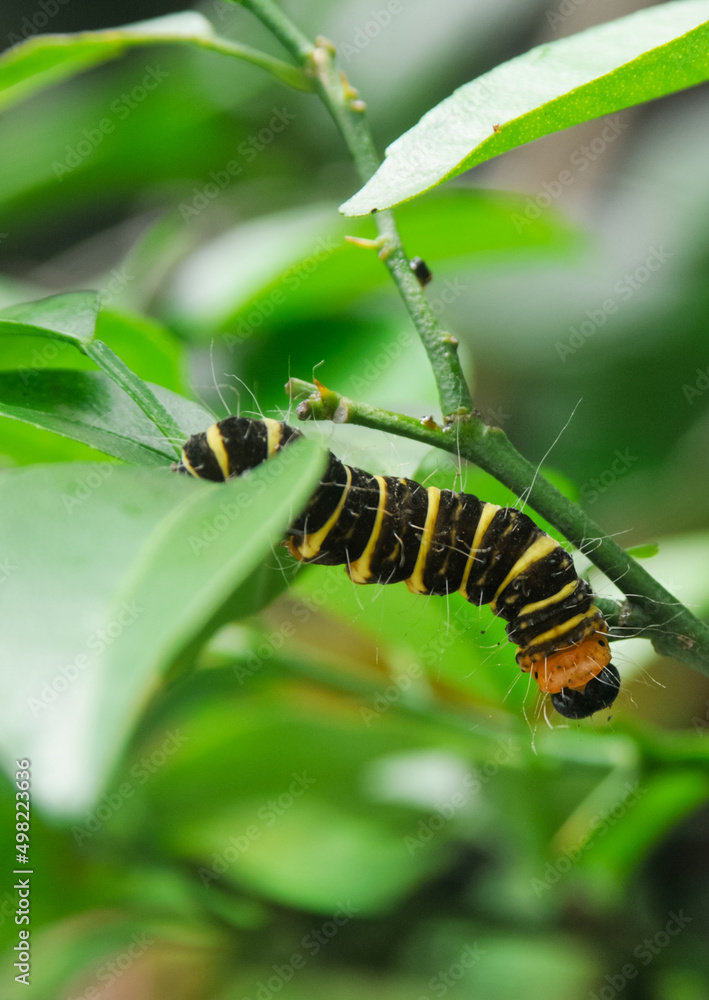 a yellow-brown and hairy caterpillar crawling on the branch of an orange tree
