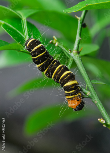 stripe caterpillar on a branch of tree © Birul Sinari-Adi