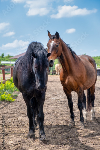 two horses on a farm © Александр Ульман