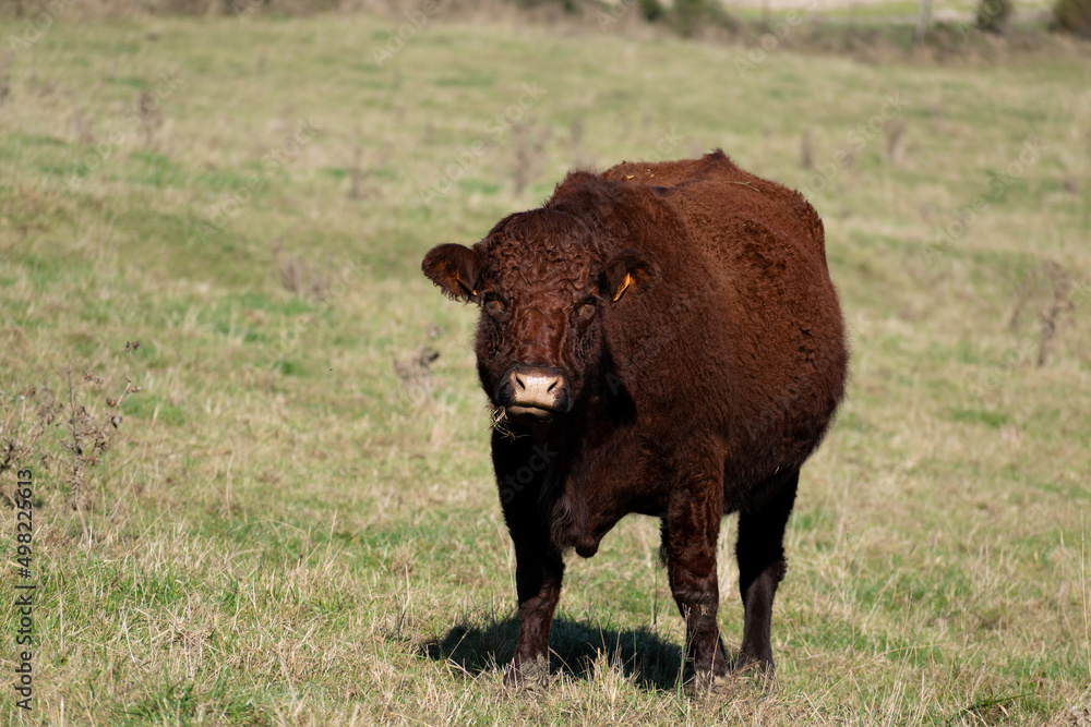 Beautiful brown cow eating grass in a pasture