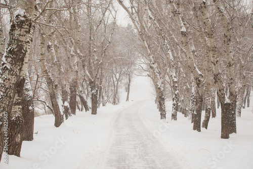Winter landscape. Winter scene. Snowy path.Snow forest alley © Miroslav Rotari