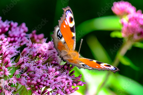 Butterfly macro photography