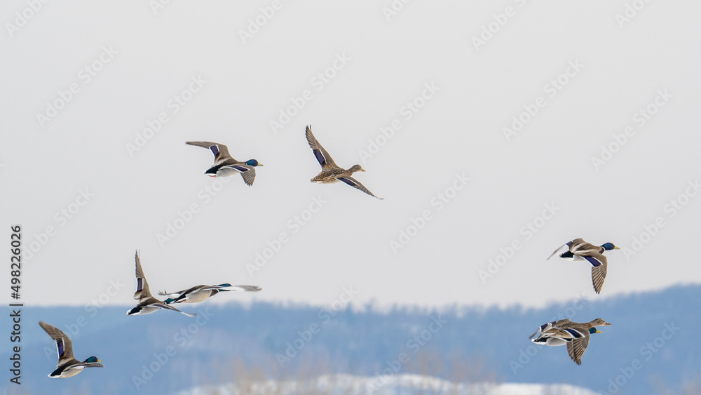 A group of wild ducks flies across the blue sky. A flock of ducks, mallards and drakes flies flapping their wings.