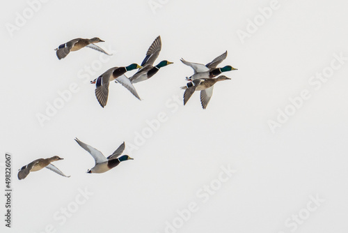 A group of wild ducks flies across the blue sky close-up. A flock of ducks, mallards and drakes flies flapping their wings.