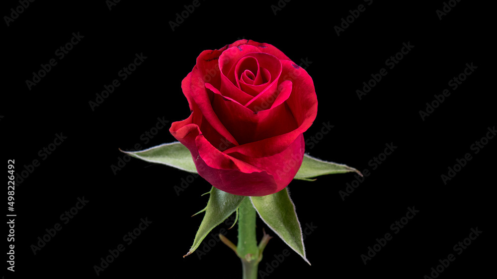 Fototapeta premium Single beautiful red rose isolated on black background