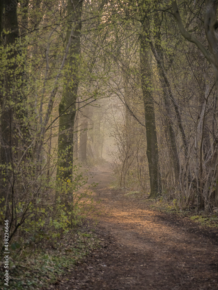 Obraz premium Weg im Wald