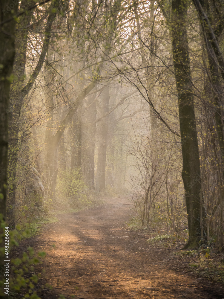 Fototapeta premium Morgens im Wald