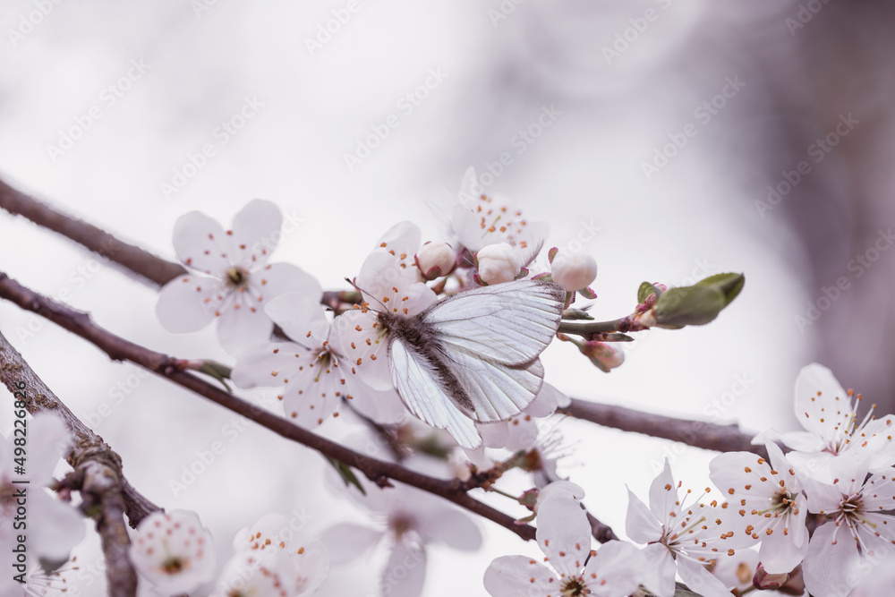 motyl na kwiatach śliwy w sadzie wiosną, wiosna w sadzie  - obrazy, fototapety, plakaty 