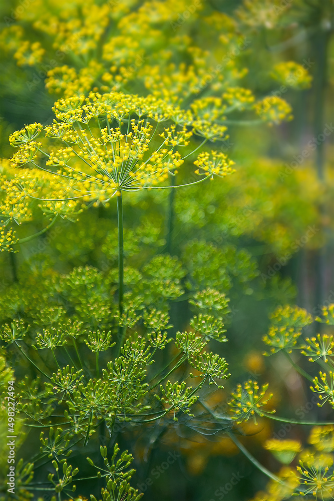Obraz premium Fresh dill (Anethum graveolens) growing on the vegetable bed. Annual herb, family Apiaceae. Growing fresh herbs. Green plants in the garden, ecological agriculture for producing healthy food concept