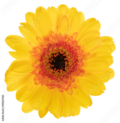 Wonderful yellow Gerbera  Daisy  isolated on white background  including clipping path.