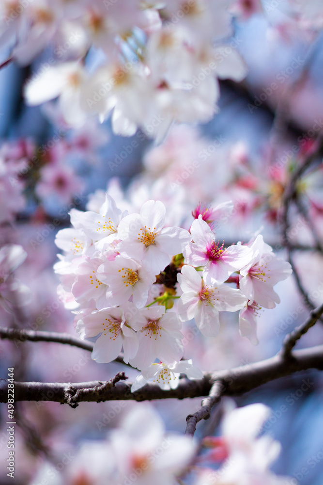 The best cherry blossom in Yokohama The best cherry blossom in Yokohama