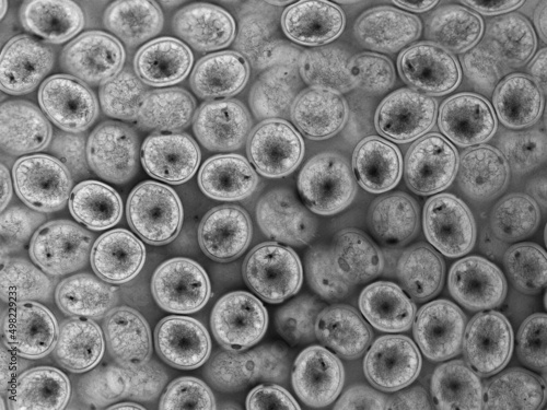 Ascaris (Ascaris   megalocephala) embryos in the uterus.  
Fertilization in Ascaris (Ascaris megalocephala). photo